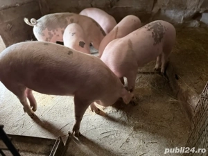 Porci de carne ( Cernele ) - imagine 4