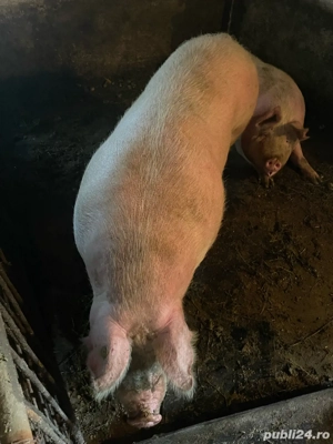 porci de vanzare