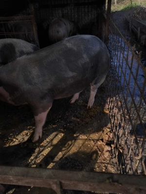 Porci de vinzare  - imagine 3