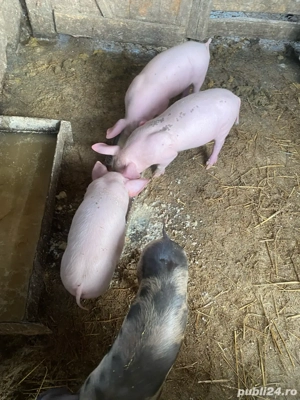 Purcei disponibili 9 saptamani OFERTA