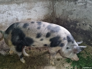 vand 2 porci - imagine 2