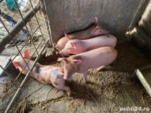 Purcei 8 saptamanai OFERTA