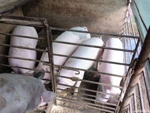 porci pentru sacrificat 80-130
