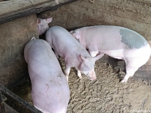 porci pentru Craciun 80-130 kg