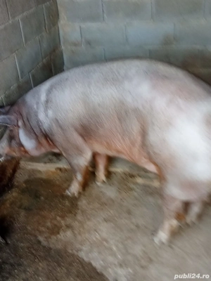 vind porc  - imagine 2