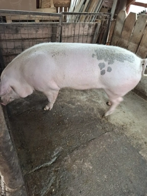 Porc de vanzare 