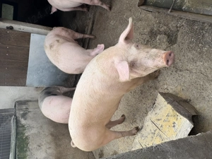 Vand porci de Craciun - imagine 2