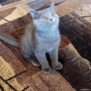 scotish straight - imagine 2