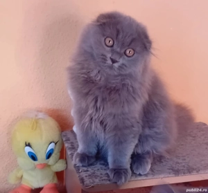 scotish straight - imagine 3