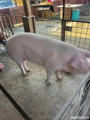 vand porc rasa mixta 