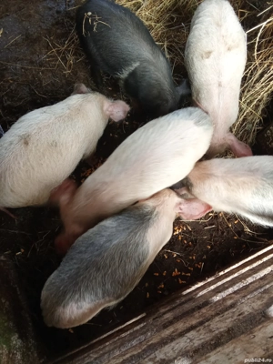 vând purcei de nouă săptămâni 