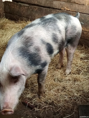 Vând porci de sacrificat  - imagine 5