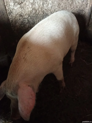 Vând porci de sacrificat 