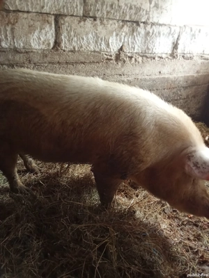 Vând porci de sacrificat  - imagine 4