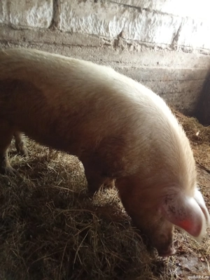 Vând porci de sacrificat  - imagine 3