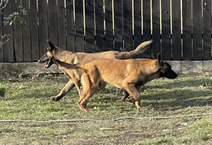 Câini belgieni doi frați 6 luni - imagine 2