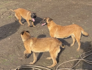 Câini belgieni doi frați 6 luni - imagine 4