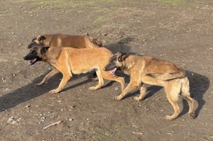 Câini belgieni doi frați 6 luni - imagine 3