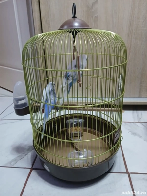 Papagali Peruși  - imagine 2