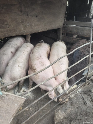 Porci de vânzare  - imagine 2
