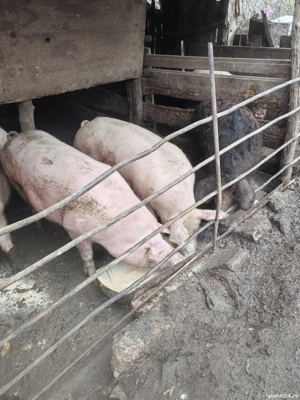 Porci de vânzare  - imagine 3