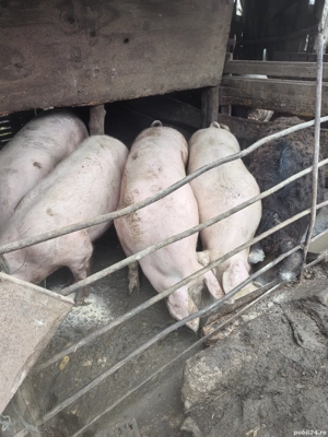 Porci de vânzare  - imagine 5