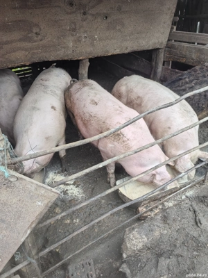 Porci de vânzare  - imagine 4