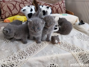 British Shorthair Blue