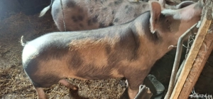 Porc la vanzare - imagine 3