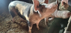 Porc la vanzare - imagine 4