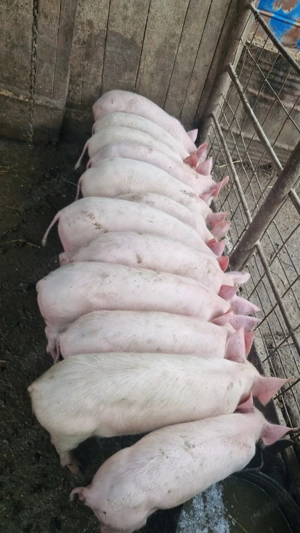 Disponibili, 25-30 kg!