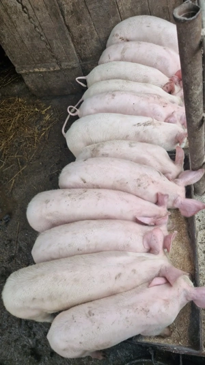 Disponibili, 25-30 kg!