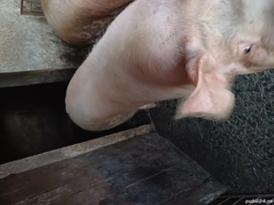 Vând porci de carne