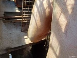 Vând porci de carne - imagine 3