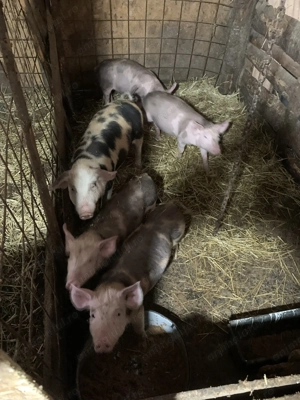 Vând un porc de 250-300kg și 2 scroafe 180-200 kg +purceii  mici pana în 25 de kg - imagine 7