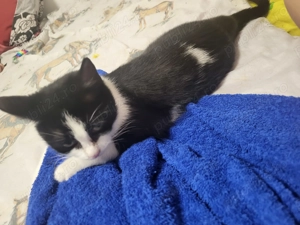 Donez pisica - imagine 2