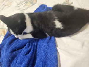 Donez pisica - imagine 4