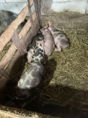 Vând un porc de 250-300kg și 2 scroafe 180-200 kg +purceii  mici pana în 25 de kg - imagine 3