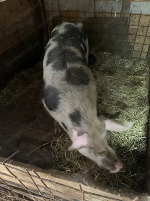 Vând un porc de 250-300kg și 2 scroafe 180-200 kg +purceii  mici pana în 25 de kg