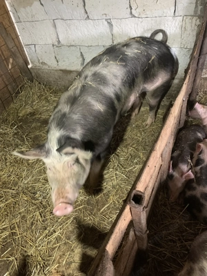 Vând un porc de 250-300kg și 2 scroafe 180-200 kg +purceii  mici pana în 25 de kg - imagine 2