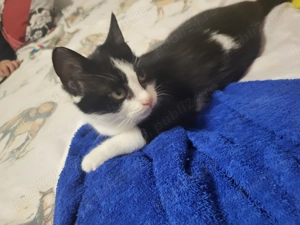 Donez pisica - imagine 3