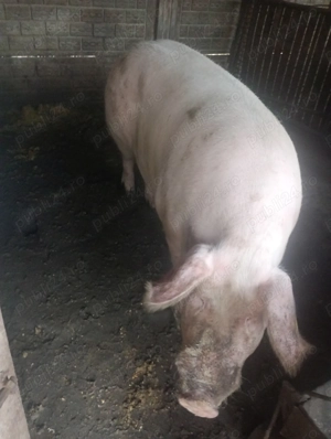 Porci de vânzare, mai multe detalii la numărul de telefon  
