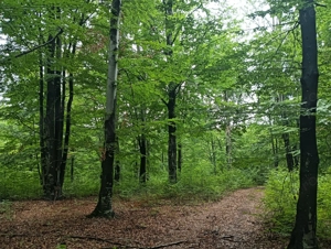 Pădure de Vânzare Vîrciorog 