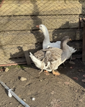 Vând o pereche de gâște crete