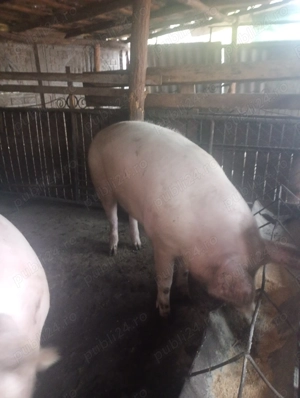Porci de vânzare, mai multe detalii la numărul de telefon   - imagine 2