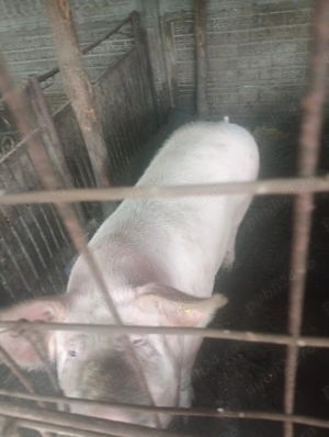 Porci de vânzare, mai multe detalii la numărul de telefon   - imagine 3