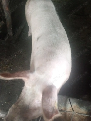 Porci de vânzare, mai multe detalii la numărul de telefon   - imagine 4