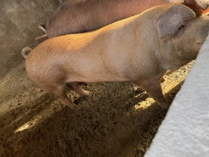 Porci de vanzare!!! - imagine 2