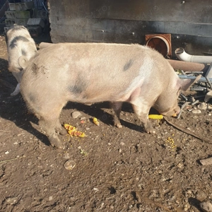 Vand porc mare de taiat 