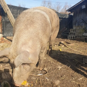 Porc de vânzare 